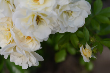 Beautiful white rose flowers blooming outdoors, closeup