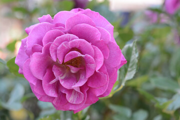 Beautiful violet rose flower blooming outdoors on sunny day, closeup. Space for text