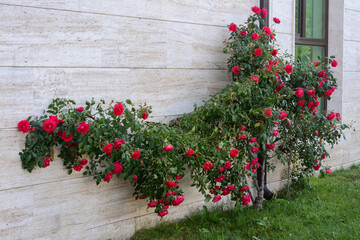 Fototapeta na wymiar Beautiful blooming rose bush climbing on house wall