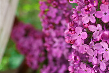 Beautiful lilac flowers on blurred background, closeup. Space for text