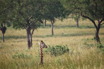 giraffe in the grass