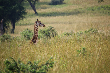 giraffe in the savannah