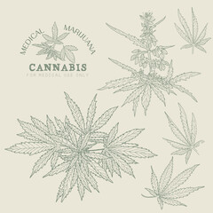Linear sketch of cannabis, marijuana branch, seeds, leaves and cones. Hand drawn hemp plant contour in vintage style