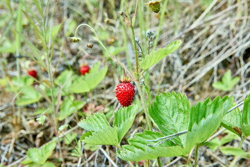 Ripe red berries grow on bush, wild strawberries in forest clearing.