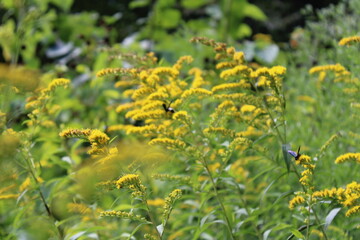 dandelions in the meadow