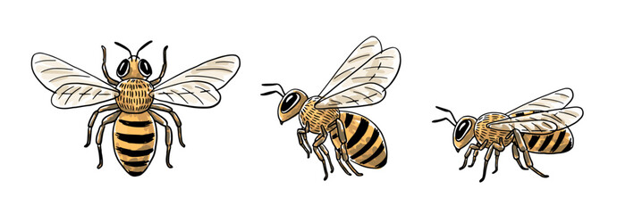 Hand-drawn honey bee illustration set: top view, flying side view, and sitting side view