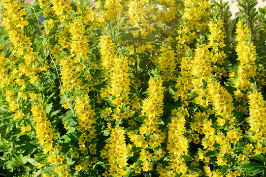 Flower bed in countryside, Lysimachia punctata Alexander or Yellow Loosestrife blooms.