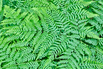 Forest wild fern, plant texture in full frame.