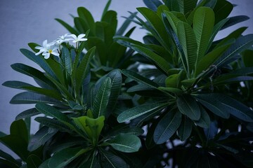 Cluster of white flowers on a tree with beautiful dark green leaves