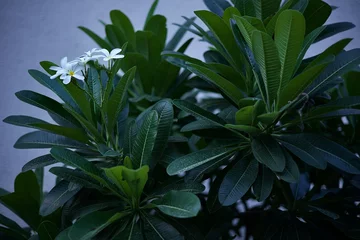 Papier Peint photo Monstera Cluster of white flowers on a tree with beautiful dark green leaves