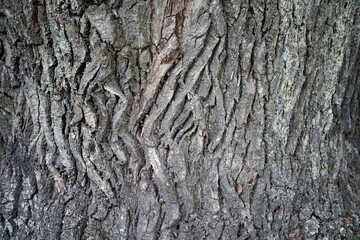 The texture of the bark of a huge century-old oak. Background.