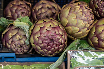 Obraz premium Heads of fresh organic artichoke flowers, edible vegetables purple romanesco artichokes