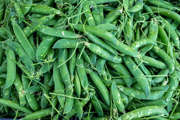Ripe young green sweet garden peas legumes