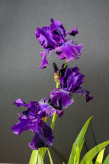 Blossom of big puprle iris garden flower