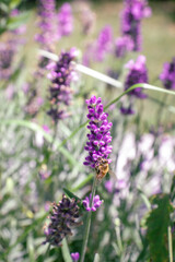 Bee on a beautiful lavender flower