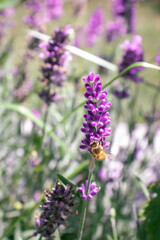 Bee on a beautiful lavender flower