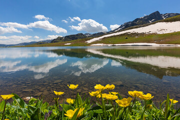 Mountain lake and wildflowers in the highlands of the town of Uzungol in the Black Sea region of Turkey