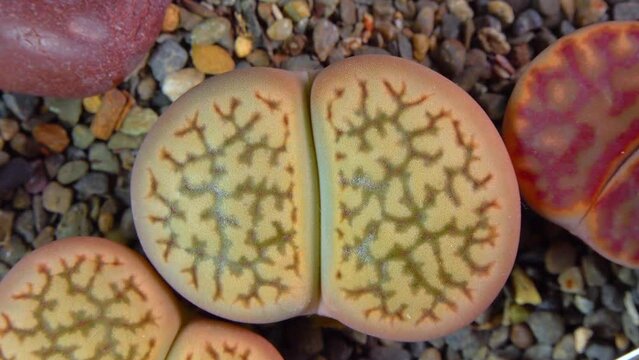 Mesembs (Lithops hallii) South African plant from Namibia in the botanical collection of supersucculent plants