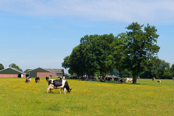Cows in the meadows