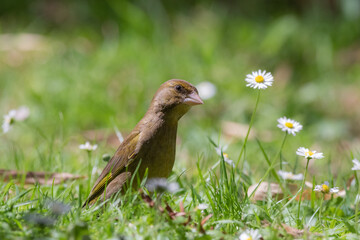 Verdier d'europe au sol dans les brindilles de gazon et fleurs sauvages. 