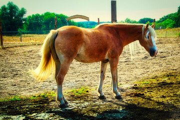 Pferd