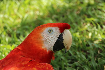 Red parrot Scarlet Macaw, Ara macao, bird sitting on the branch, Colombia, Peru, Brasil. Wildlife scene from tropical forest. Beautiful parrot in nature habitat. Macaw with long tail.