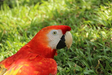 Red parrot Scarlet Macaw, Ara macao, bird sitting on the branch, Colombia, Peru, Brasil. Wildlife scene from tropical forest. Beautiful parrot in nature habitat. Macaw with long tail.