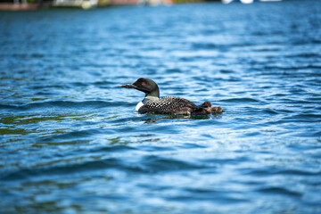 Loon bird on New Hampshire Squam Lake in lakes region