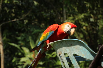 Red parrot Scarlet Macaw, Ara macao, bird sitting on the branch, Colombia, Peru, Brasil. Wildlife scene from tropical forest. Beautiful parrot in nature habitat. Macaw with long tail.