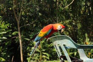 Red parrot Scarlet Macaw, Ara macao, bird sitting on the branch, Colombia, Peru, Brasil. Wildlife scene from tropical forest. Beautiful parrot in nature habitat. Macaw with long tail.
