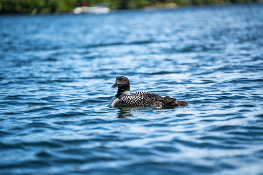 Loon Bird On New Hampshire Squam Lake In Lakes Region