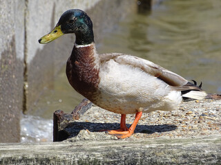 Mallard Duck on concrete jetty