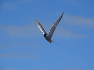 Common Tern in flight with outstretched wings, blue sky in background, taken in hampshire, uk