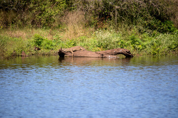 Crocodile sunbathing on a log in a lake in the African savannah, these waters that form these beautiful landscapes are very dangerous because they are full of these dangerous reptiles.