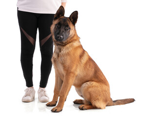 Obraz premium Young Belgian Shepherd dog Malinois sitting