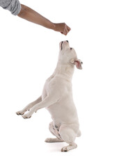 Female white american staffordshire isoled