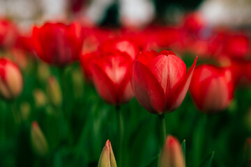 Printable tulip photo. Red tulips in focus in the park in spring.