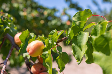 Summer fruits background. Apricots on the branch in focus.