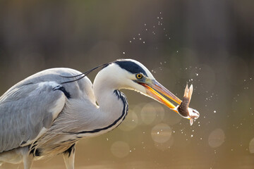 The grey heron