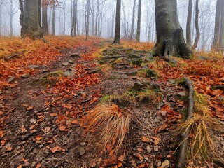 autumn leaves on the ground