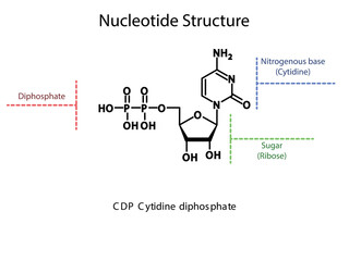 CDP Cytidine diphosphate Nucleoside molecular structure diagram on white background. DNA and RNA building block consisting of nitrogenous base, sugar and phosphate.