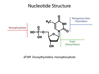 dTMP Deoxythymidine monophosphate Nucleotide molecular structure diagram on white background. DNA and RNA building block consisting of nitrogenous base, sugar and phosphate.