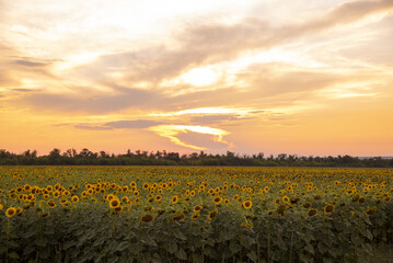 A field of flowering sunflowers at sunset.