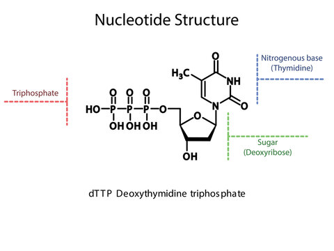 dTTP Deoxythymidine triphosphate Nucleoside molecular structure diagram on white background. DNA and RNA building block consisting of nitrogenous base, sugar and phosphate.