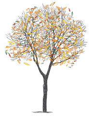 Hand drawing of silhouette deciduous tree with autumn foliage