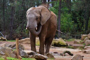 El&eacute;phant d'Afrique du Zoo de la fl&egrave;che