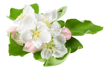Naklejka premium Apple flower isolated on white background, full depth of field, clipping path
