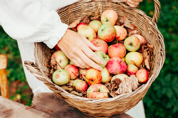 young woman plus size model in white dress with basket full of apples, concept of harvest and...