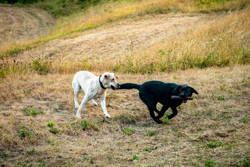 White labrador retriever biting a black labrador retriever into his tail while playing on the field with a wooden stick