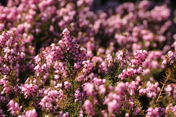 Blooming pink heather flowers Calluna vulgaris, Ornamental shrubs, close up.